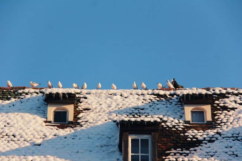 3-ways-to-rid-your-roof-of-bird-noise-3-minute-read-2023