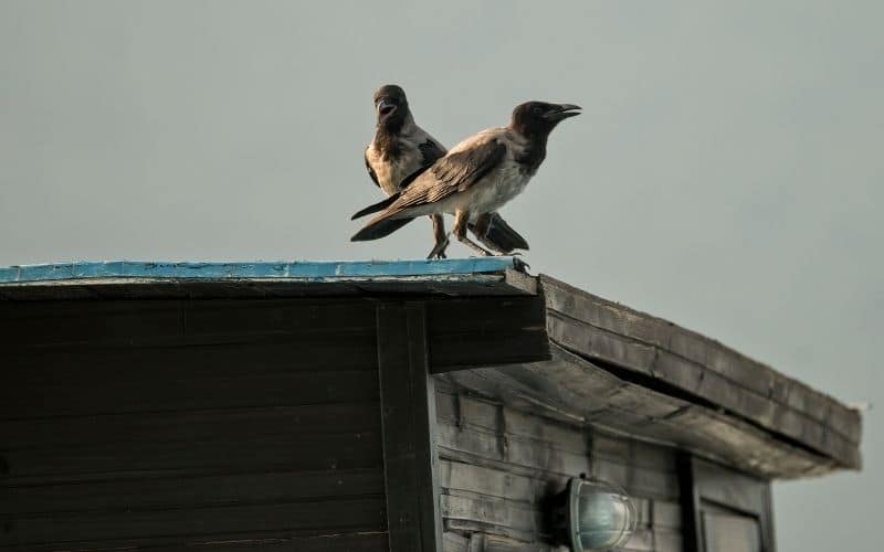 Crows On Roof Meaning