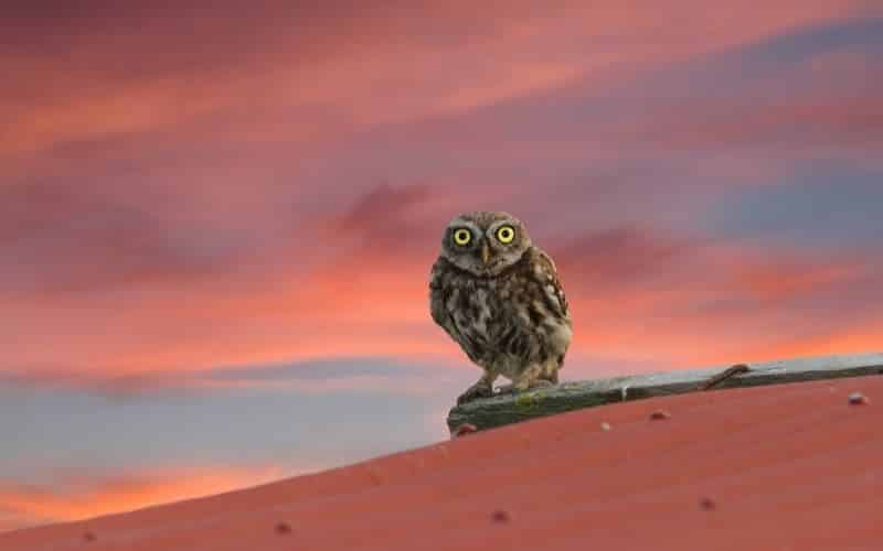 Owl on The Roof Mean