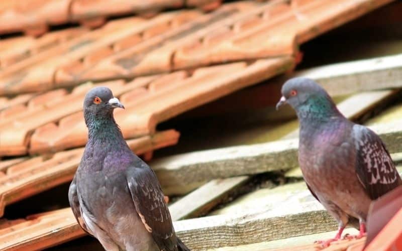 Pigeons On The Roof Meaning