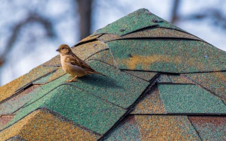 How To Stop Birds Pooping On My Roof?