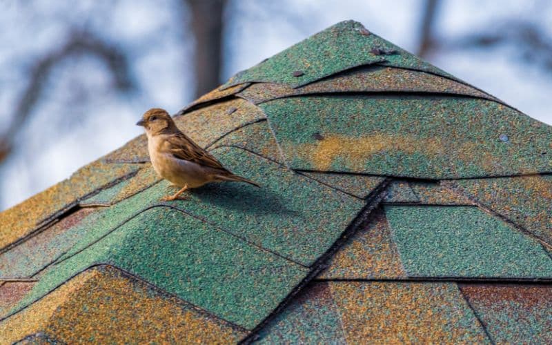 Birds Pooping on My Roof