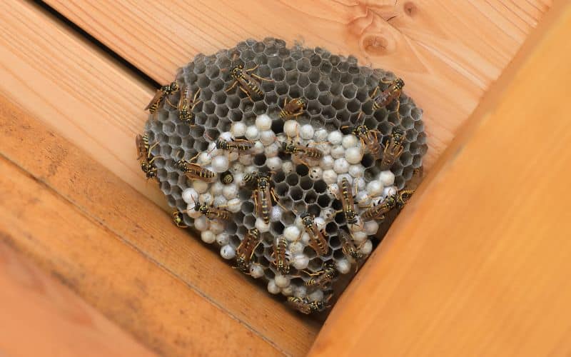 Wasps Bomb for Under Deck