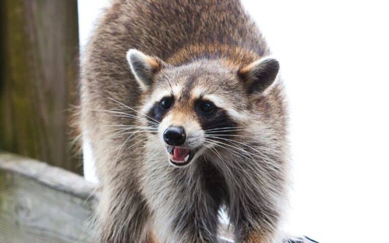 Can Raccoons Climb Up The Side Of House? (Must Read)