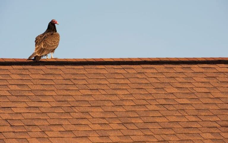 Vultures On Roof Of House Meaning! (Must Know This)