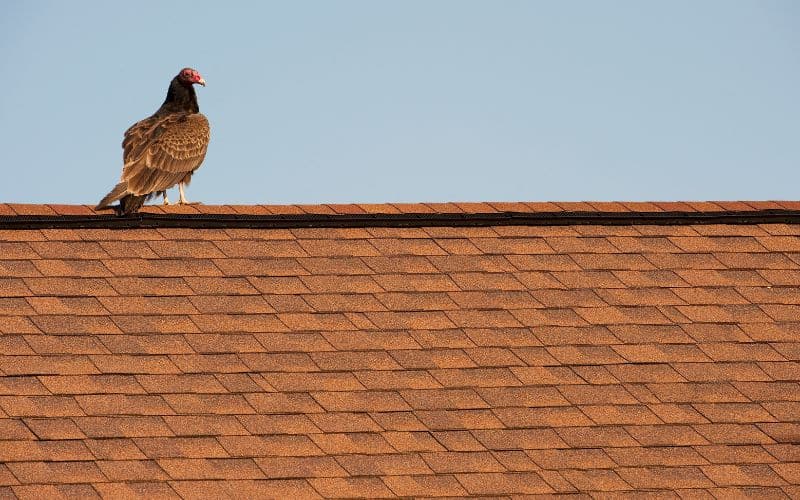 Vultures on Roof of House Meaning