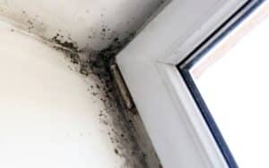 How Fast Can Mold Grow on Drywall