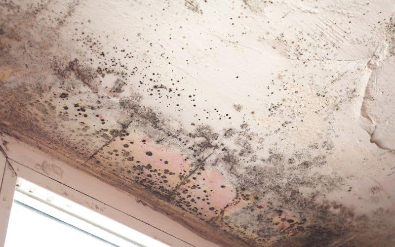 Black Mold on Subfloor